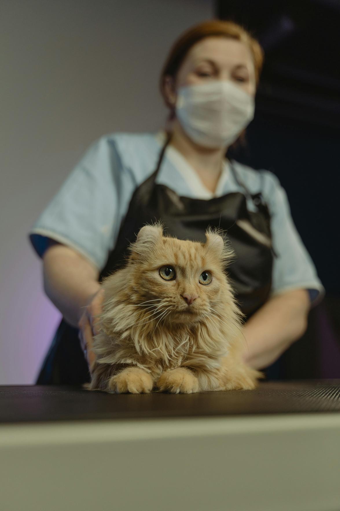 Cuidados Essenciais para Garantir a Saúde e o Estilo dos Animais de Estimação em Cuiabá