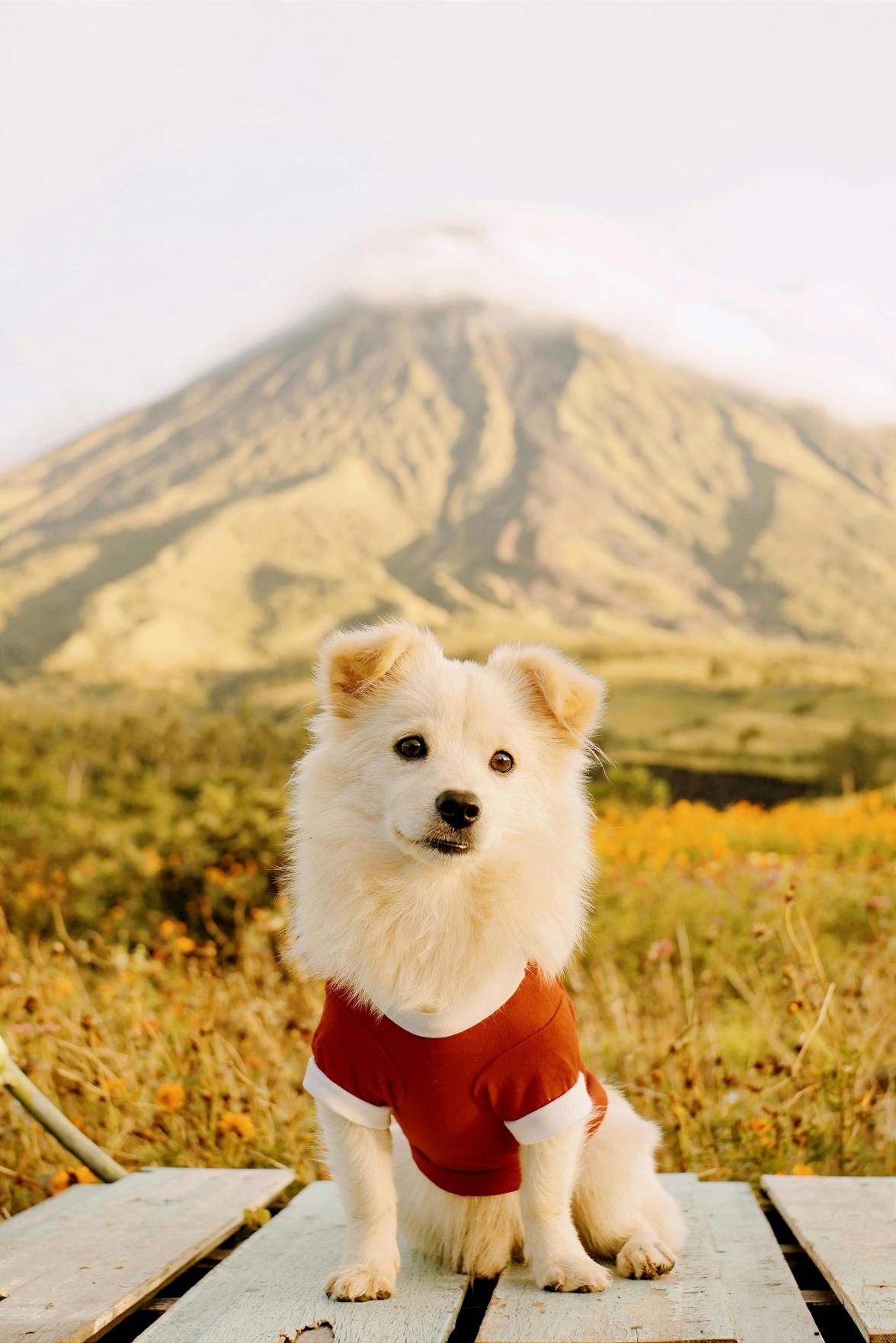 Dicas Essenciais para Viajar com seu Pet: Segurança, Transporte e Hotéis Pet Friendly na Bahia