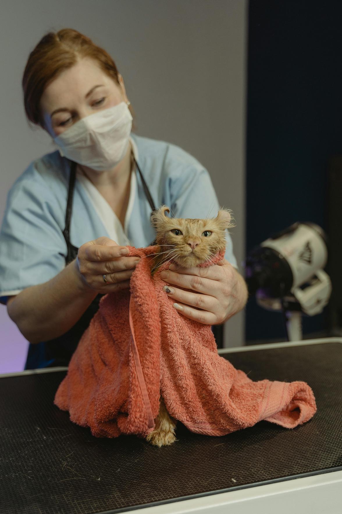 Melhores Serviços para Pets em Aricanduva: Cuidados, Moda e Saúde para seu Melhor Amigo
