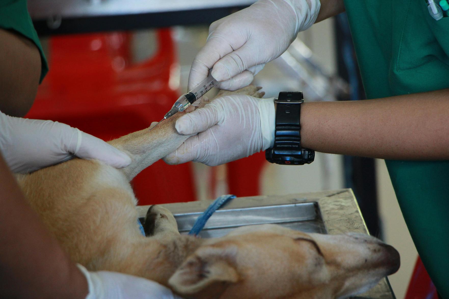 Direitos Legais dos Pets: Um Guia Prático para Proteger Seu Animal de Estimação e Garantir seu Bem-Estar nas Questões Familiares