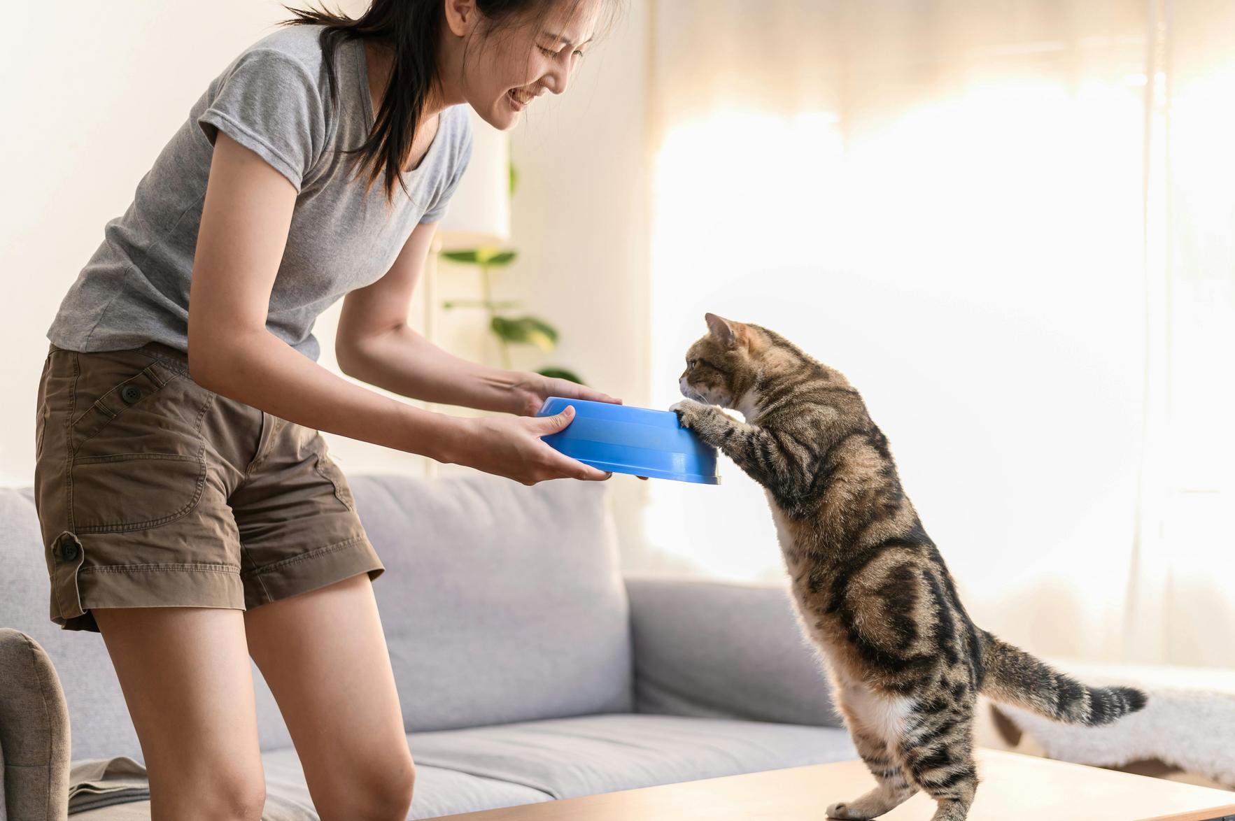Como Escolher a Melhor Ração Premium para Pets: Dicas de Nutrição e Cuidados com Animais