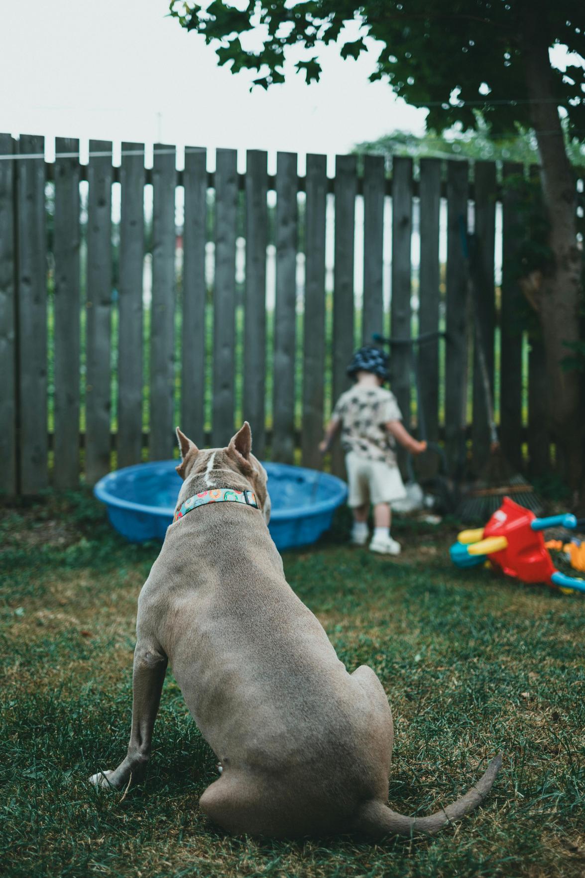Proteção legal para crianças e animais: garantias e responsabilidades para famílias modernas