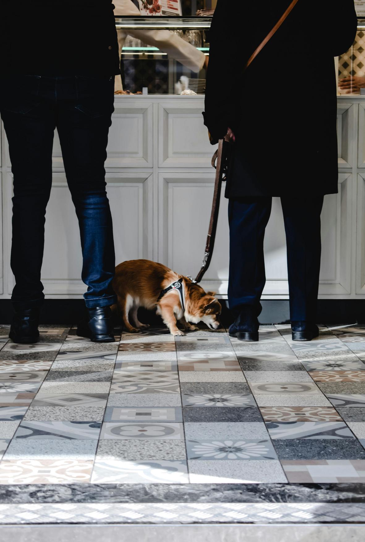 Direitos do Consumidor em Pet Shops: Como Garantir Compras Seguras e Responsáveis para Seu Pet