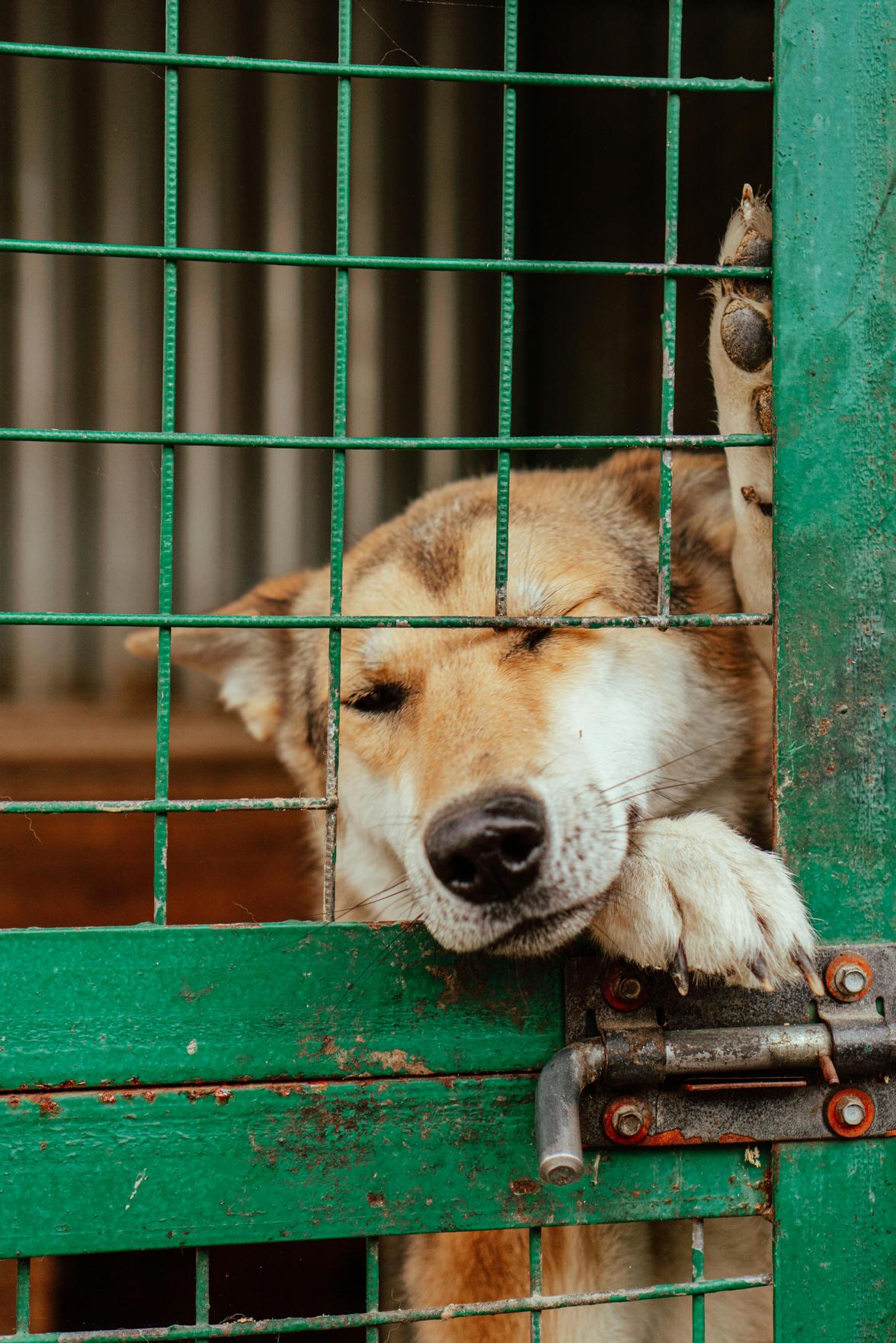 Direitos e Deveres dos Tutores: Garantindo a Proteção Legal para Animais de Estimação e Crianças