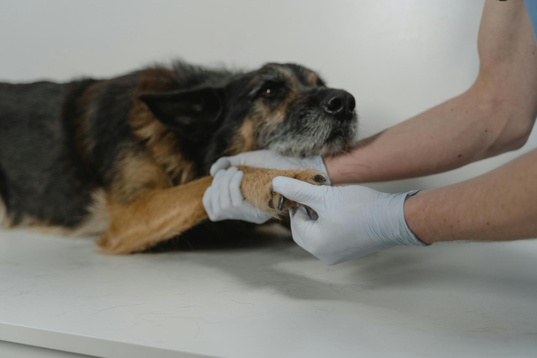 Dicas Essenciais para Cuidar da Saúde dos Animais em Casa