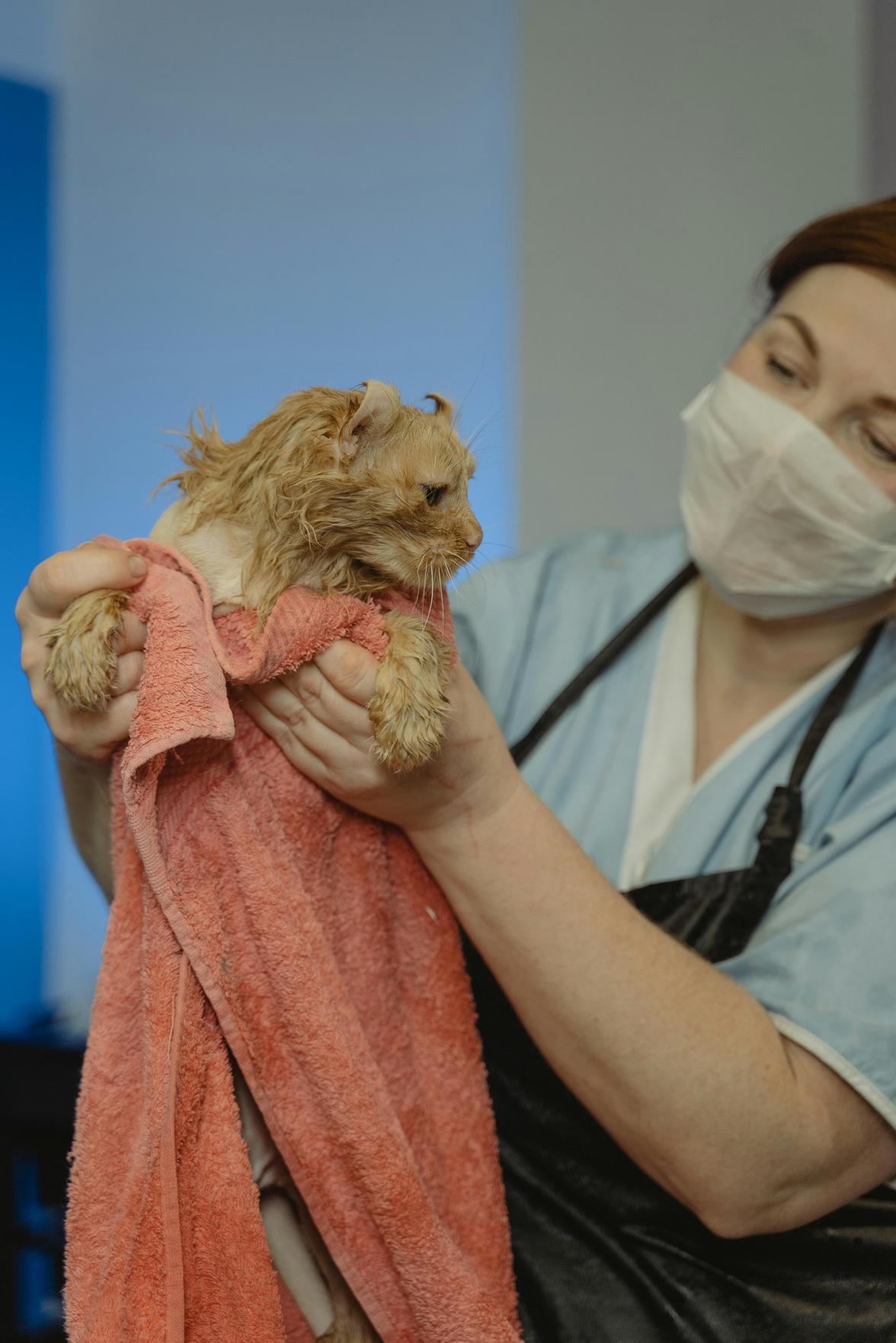 Melhores Pet Shops e Serviços para Pets em Vila Sônia