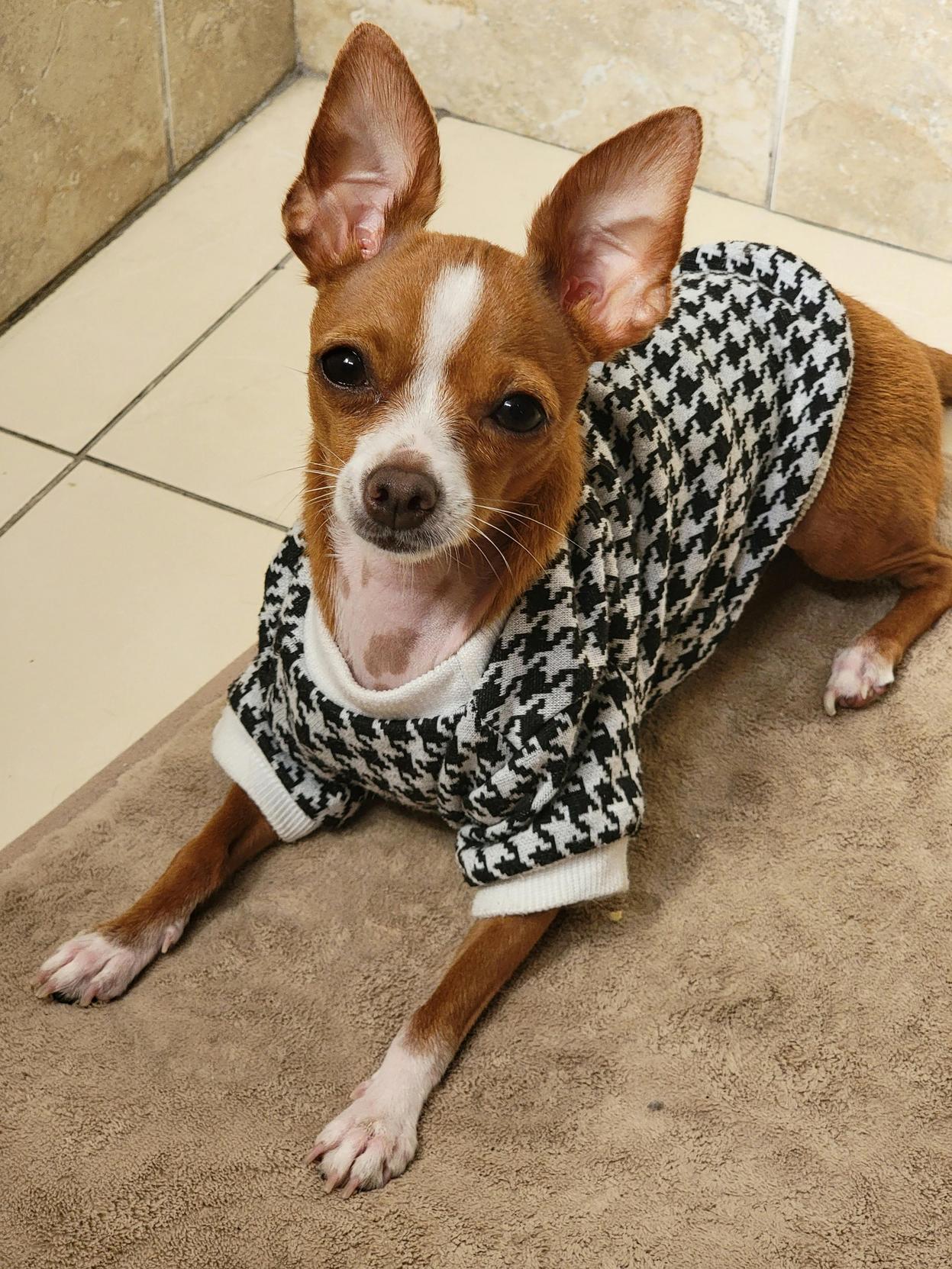 Agasalhos Quentes para Animais: Como Escolher o Melhor para o Seu Pet neste Inverno