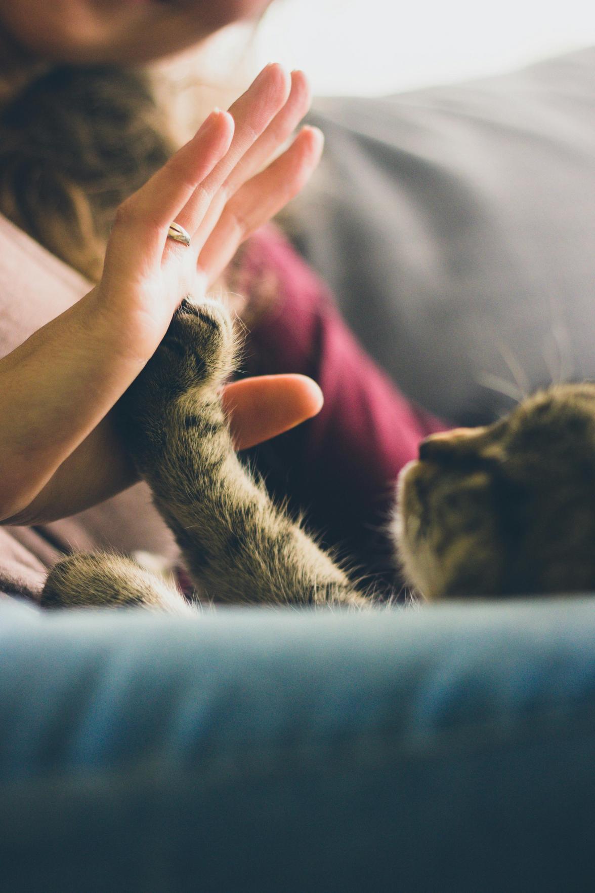 Dicas Essenciais de Saúde para Cuidar de Animais de Estimação