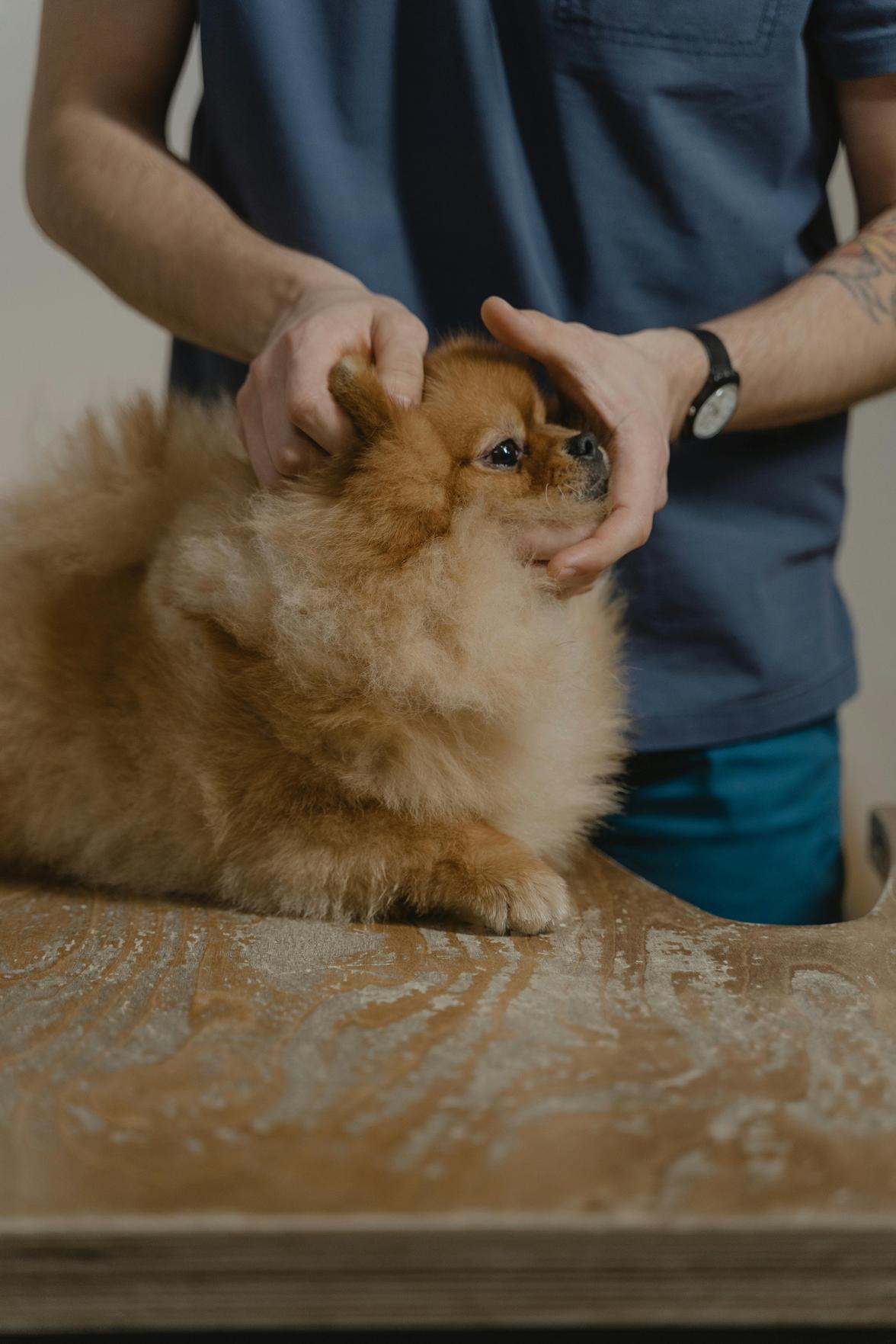 Dicas Essenciais para Garantir a Saúde e Bem-Estar do Seu Cão em Guarulhos