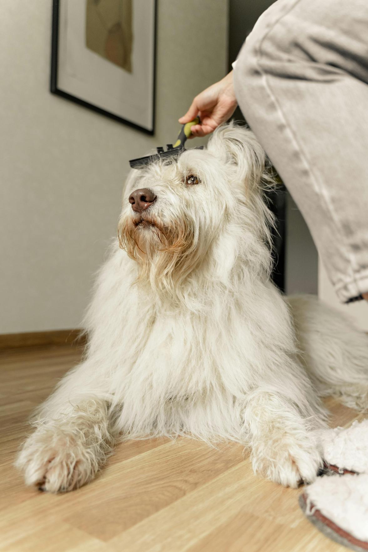 Dicas Essenciais para a Saúde e Beleza do Seu Pet: Cuidados que Garantem o Bem-Estar Animal