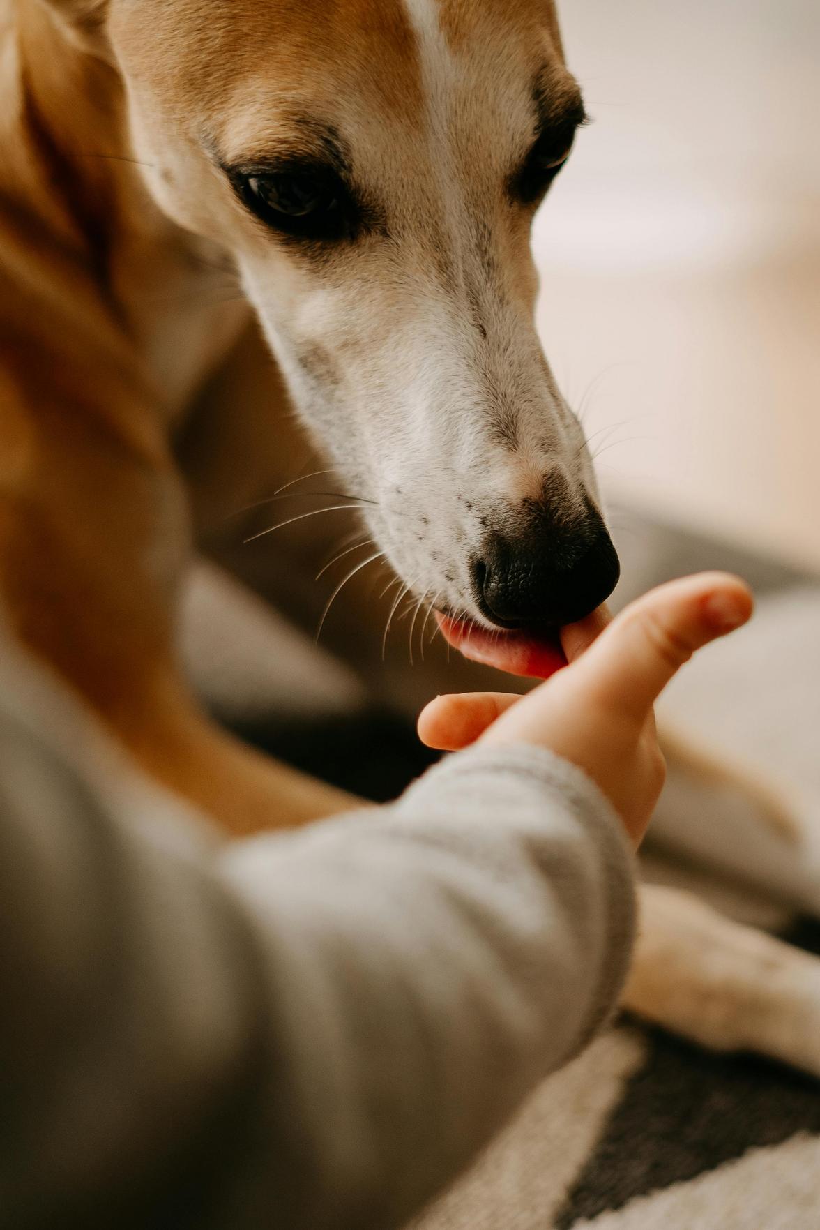 Dicas para garantir a harmonia entre pets e crianças em São Paulo