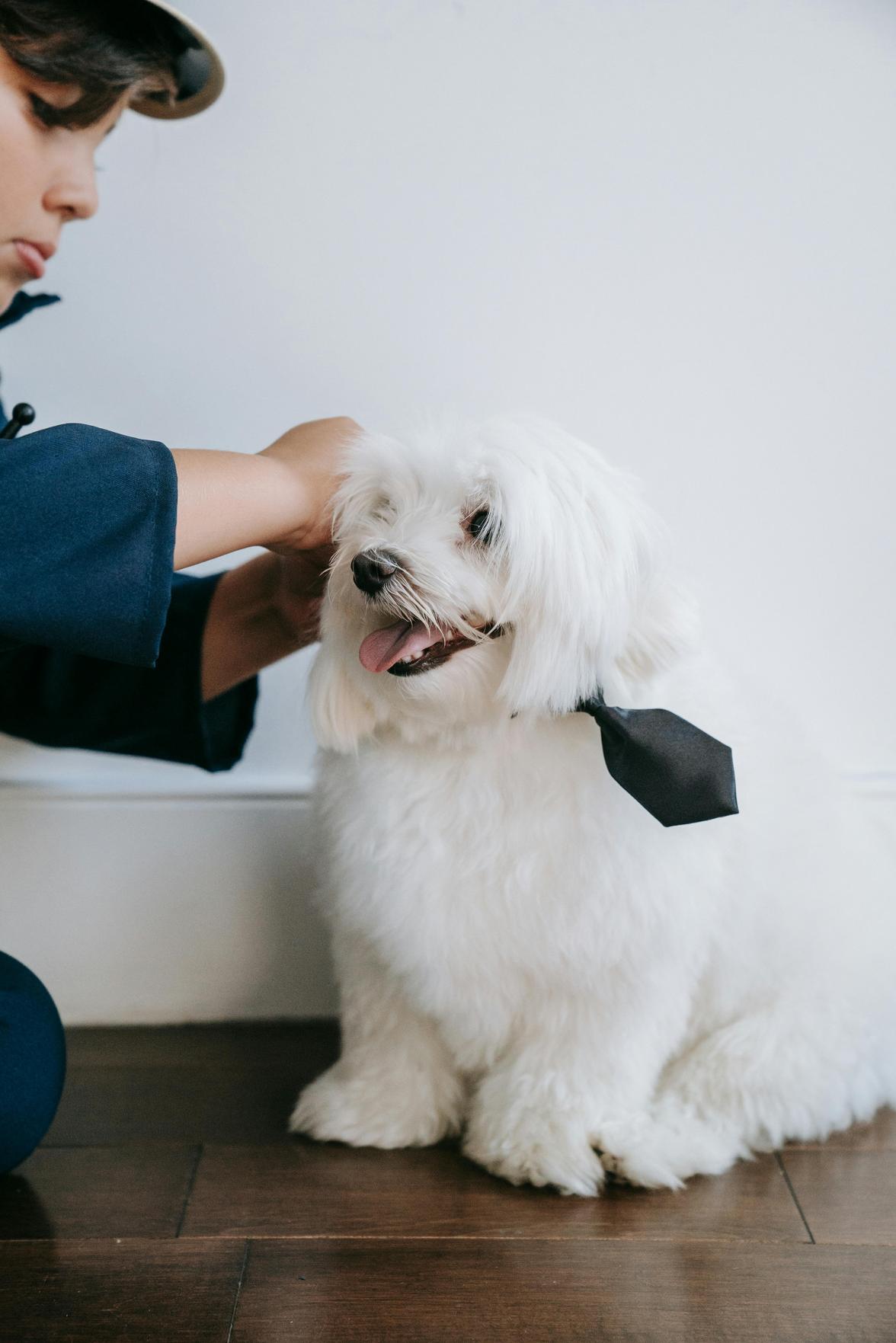 Como Escolher o Melhor Cuidador de Pets para Garantir o Bem-Estar do Seu Animal de Estimação