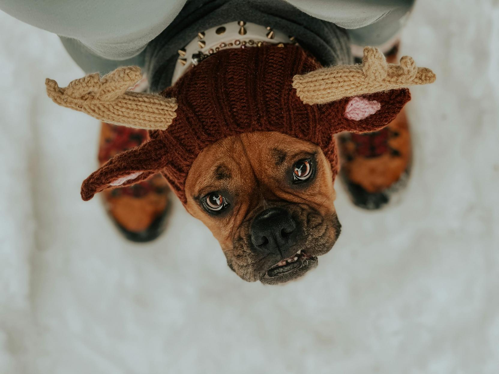 Cuidados Especiais para Animais: Como Garantir Conforto e Estilo para Seu Pet