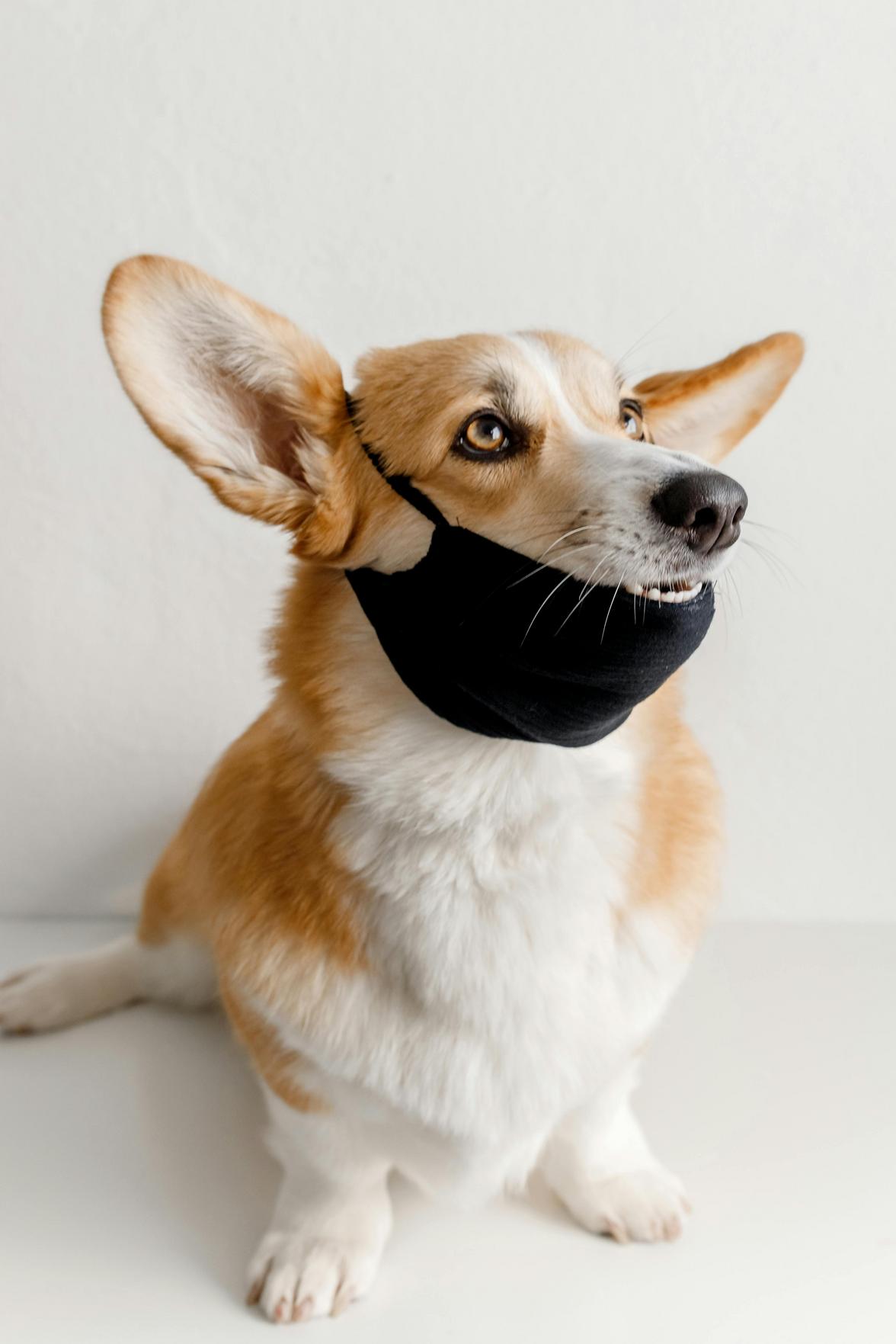Cuidados Essenciais com Pets em Casa: Dicas para Proteger Seu Imóvel de Vazamentos e Garantir a Saúde do Seu Melhor Amigo