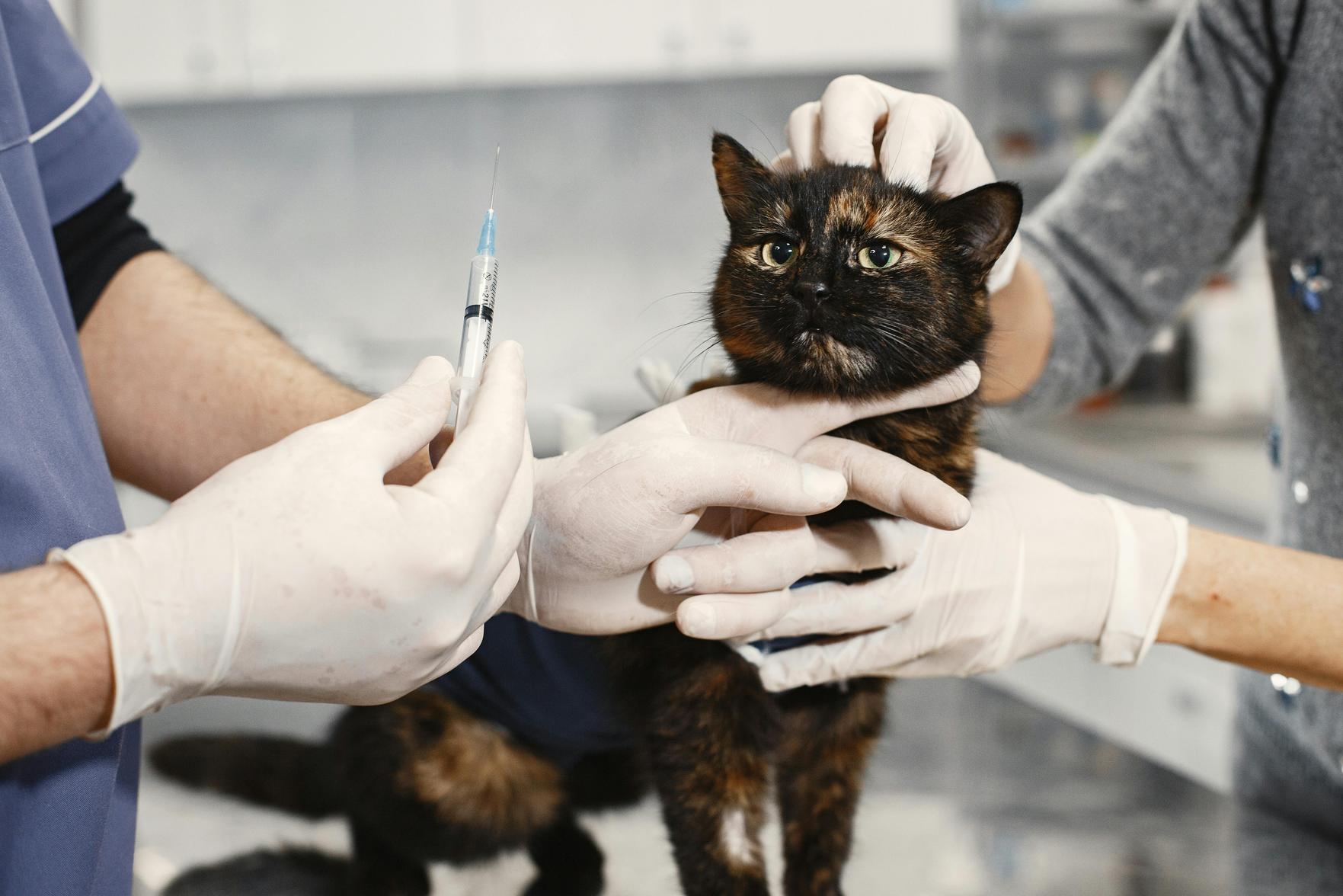 Cuidados Veterinários em Florianópolis: Dicas para Garantir a Saúde e o Bem-Estar do Seu Pet