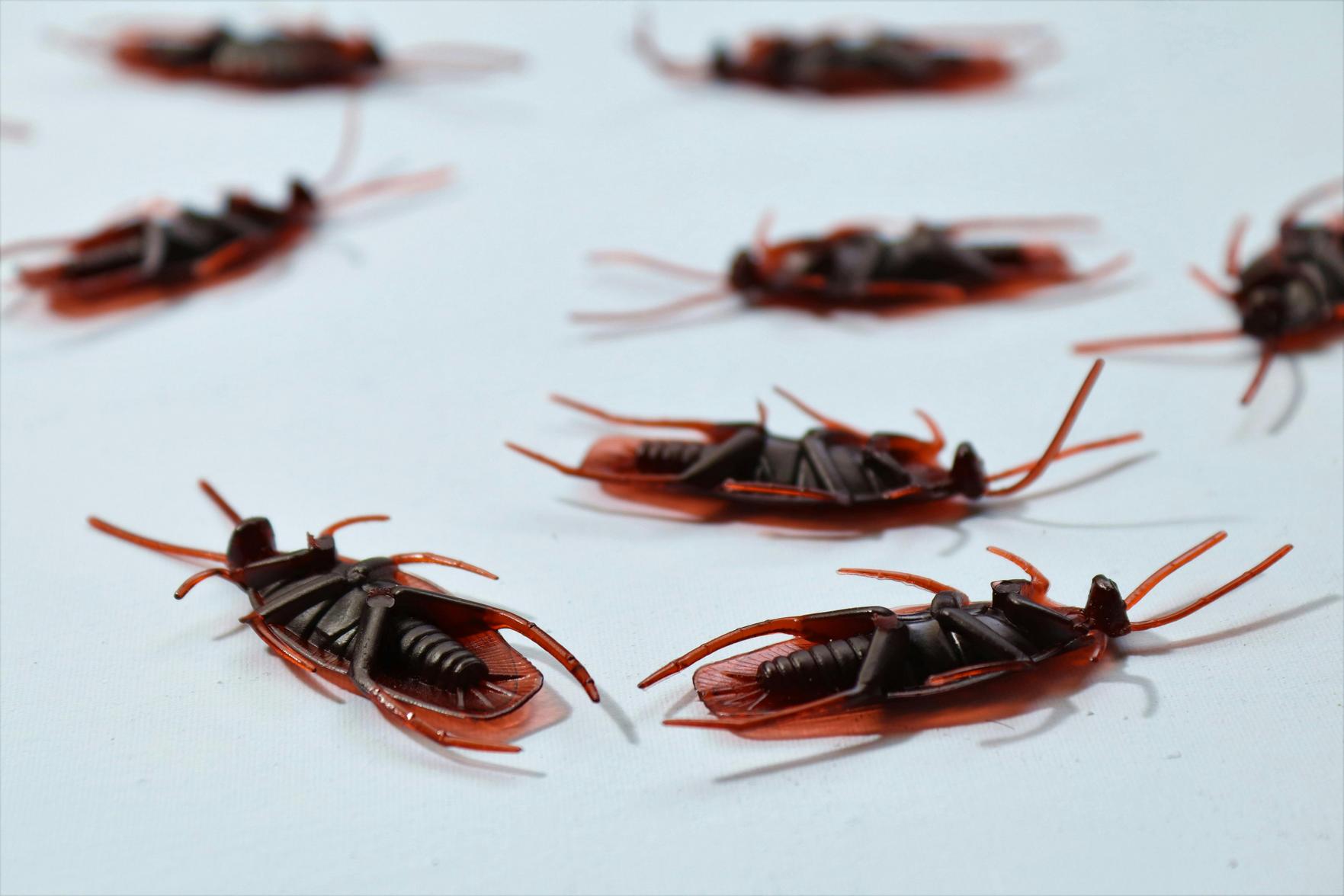 Dicas Eficientes para Evitar Infestações e Manter Sua Casa Livre de Pragas