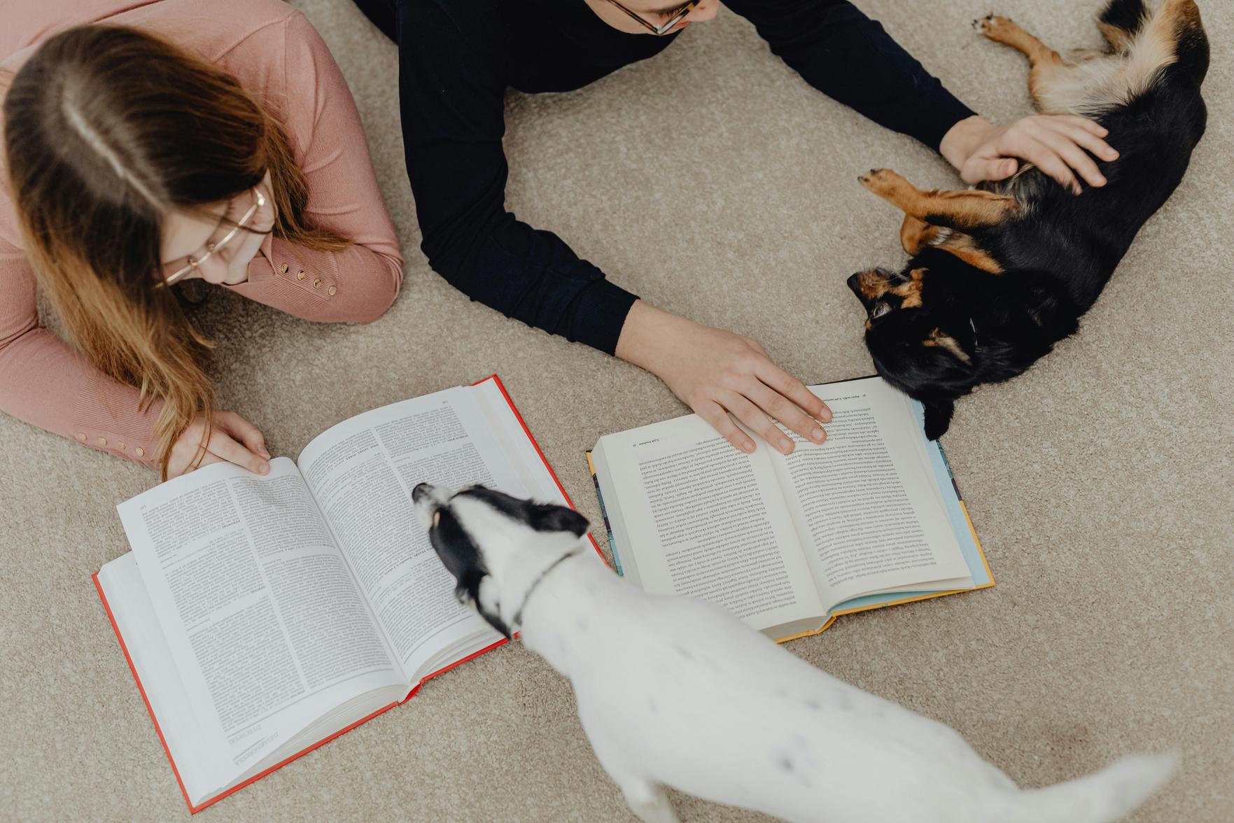 Dicas de segurança para evitar acidentes com pets em casa