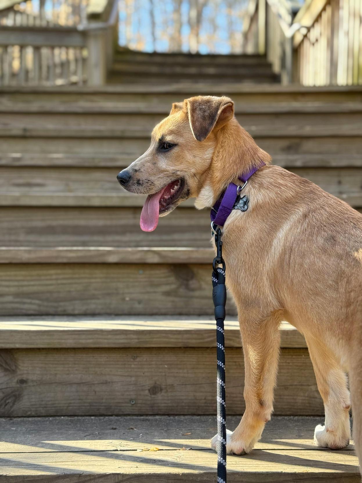 Cuidados Essenciais para Prolongar a Vida do Seu Pet com Amor e Nutrição adequada